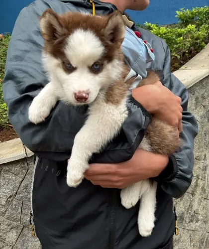 Filhote Husky siberiano