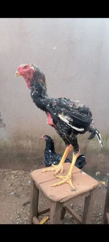 Frango índio gigante