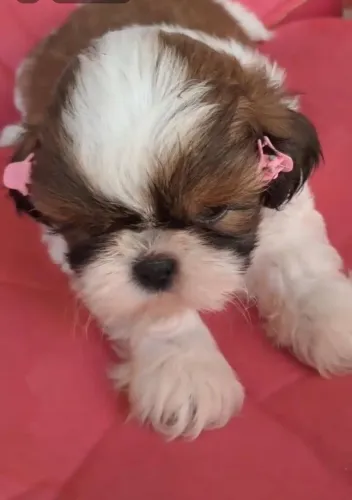 Vendo filhotes de Shih Tzu pronta entrega