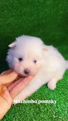 Pomsky Filhotes de Diferentes Cores - Disponível para Recife