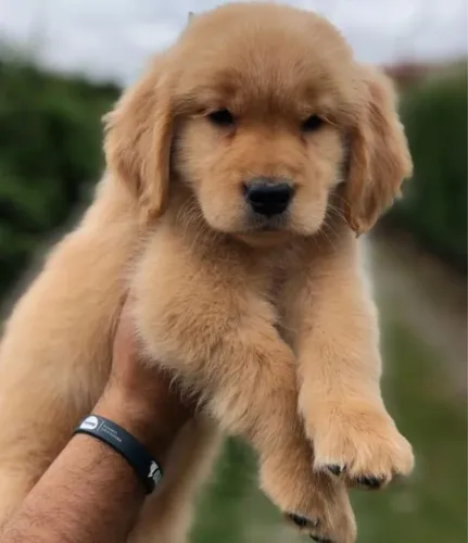 Filhotes de Golden Retriever | Felicidade de quatro patas.