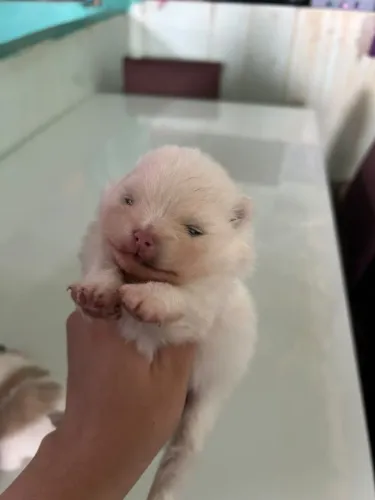 Lindos filhotes de lulu da Pomerânia