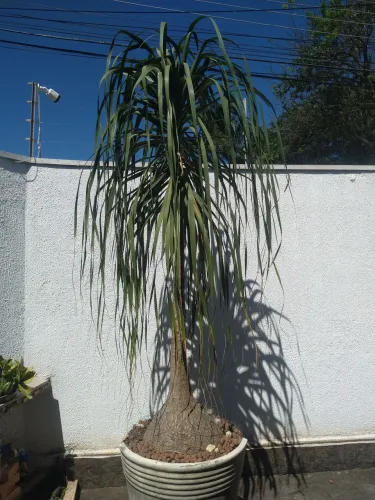 Para de elefante p plantar ou vaso