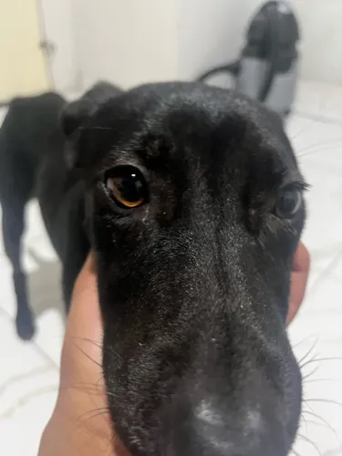Doando Fêmea Dócil URGENTE
