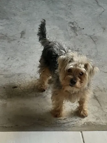 Doação Yorkshire 1 ano