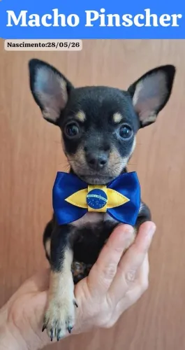 Pinscher macho 