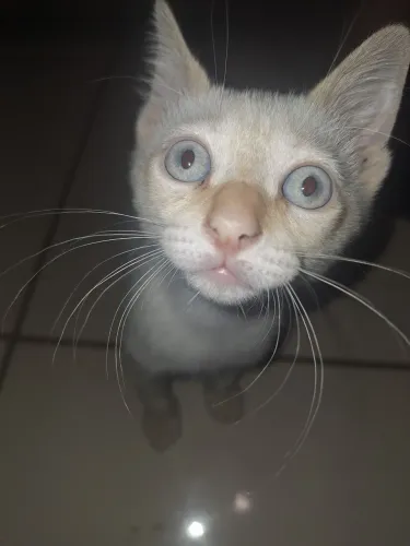 Doação Gato Macho