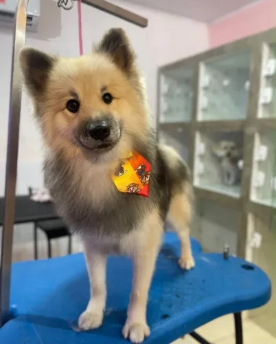 Cachorrinho spitz alemão