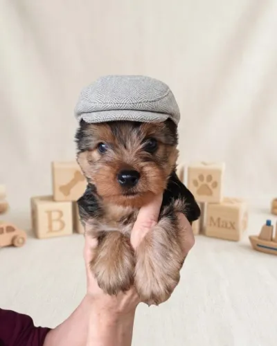 Yorkshire Terrier Macho Raça Pura