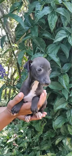 Galgo italiano macho