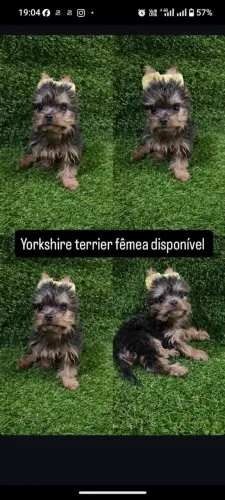 Filhote de yorkshire terrier