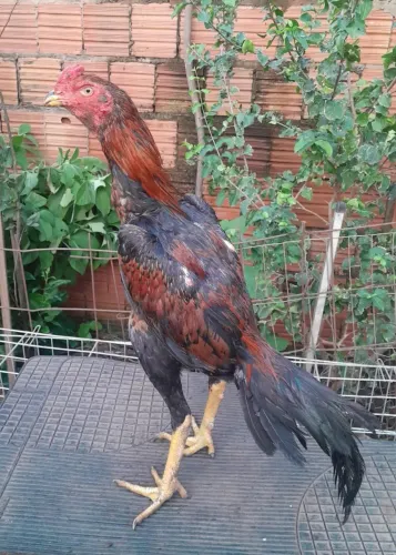 Frango e franga