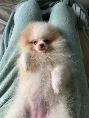 FILHOTE LULU DA POMERÂNIA MINI A VENDA