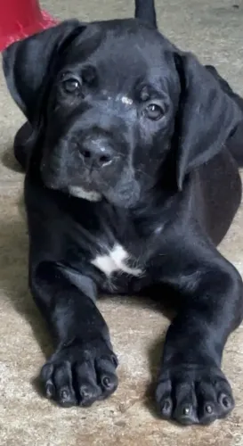 Cane Corso Italiano