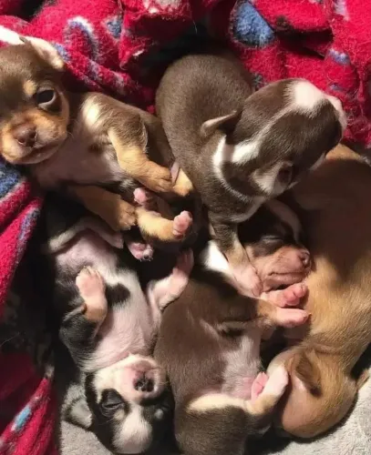 Chihuahua Mini Pelo Curto Tri Chocolates até 12x