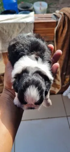 Vendas