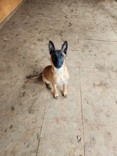 PASTOR BELGA MALINOIS 