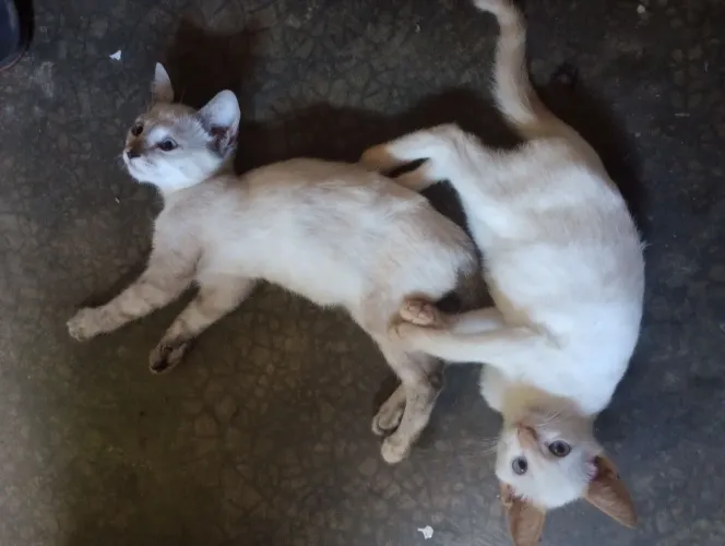 Filhotes siamês pra adoção!!!