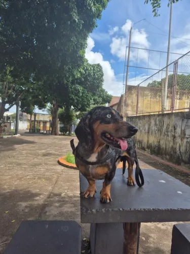 Procuro namorada dachshund, salsicha