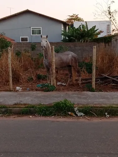 Égua mangalarga pra vende ou corta