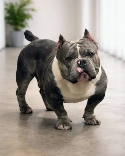 Filhotes de American bully exotic