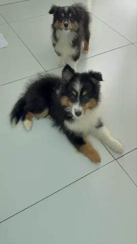 Pastor de shetland fêmea pelagem tricolor com pedigree CBKC 