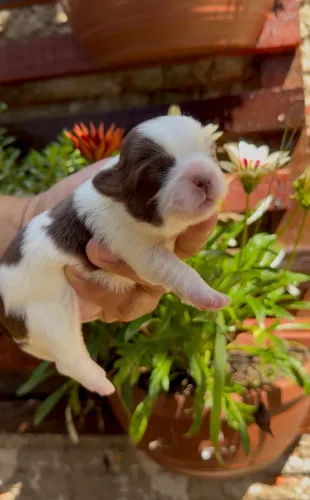 Shihtzu macho
