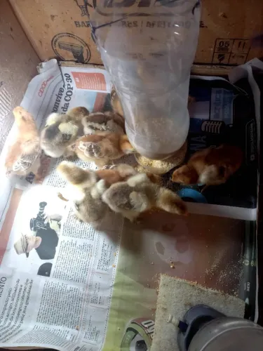 Pintinhos