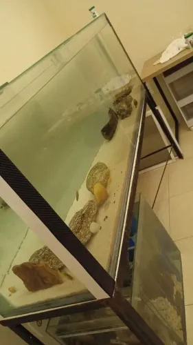 Aquário completo 800 litros