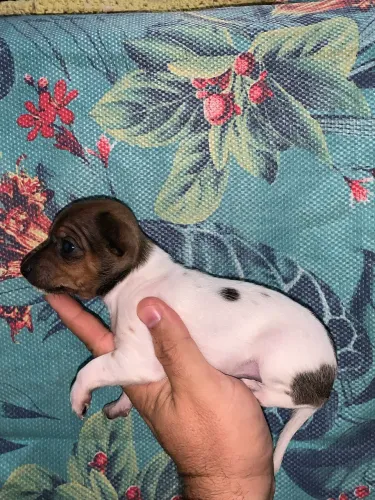 Filhote de Pinscher