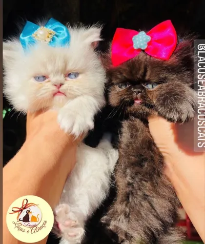Gatos Persas