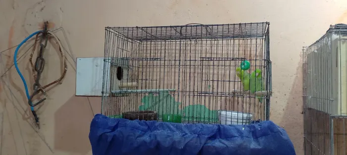 gaiola pra psitacidio