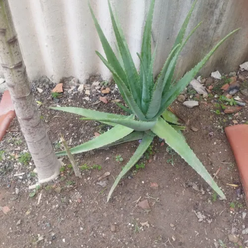 Mudas de babosa aloe e vera.