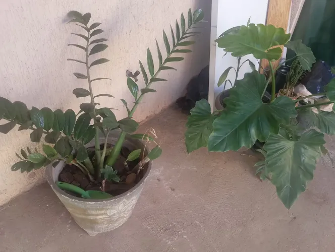 PLANTAS ORNAMENTAL (AMIOLCUCA E FHILODENDRON)