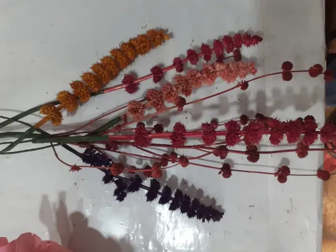 Ramos de arroz em varias cores, vendido separadamente