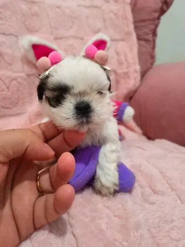 Filhotes de shihtzu 