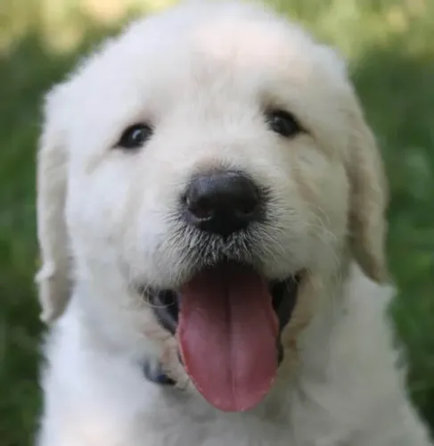 Golden Retriever Afeto que se mantém constante