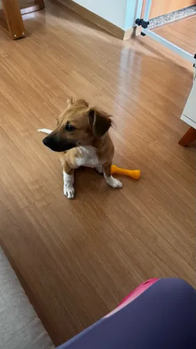 DOAÇAO DE CACHORRINHA