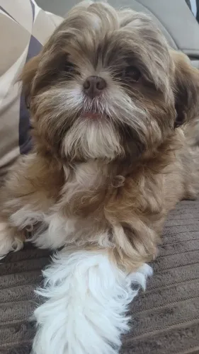 Filhote de Shih Tzu