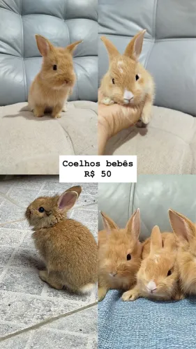 Coelhos bebês 