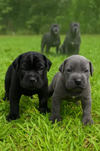 Cane corso | Filhotes Fortes e Robustos