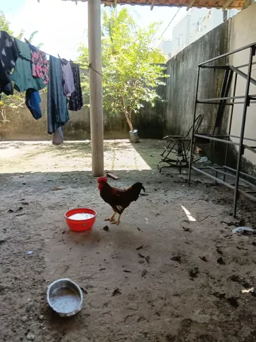 Vendo um galo