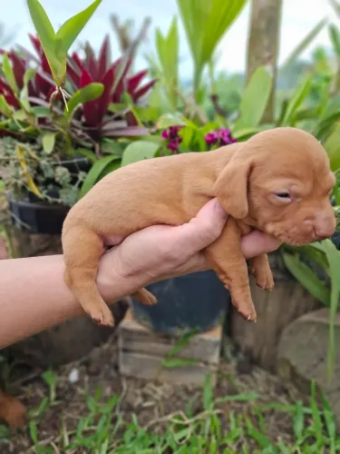  Promoção Linguicinha Dachshund filhotes lindos -A partir de 1.000.00 leia a descrição!