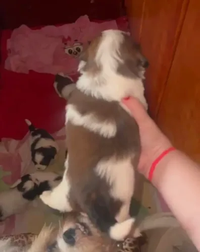 Filhotes de Shih-tzu 900,00