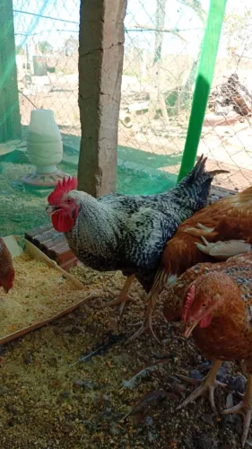 Frango Semi-Caipira