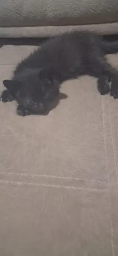 Gatinho para adoção