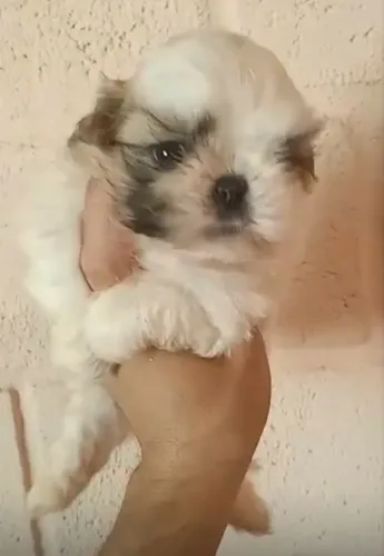 Shih tzu pagamentos facilitados