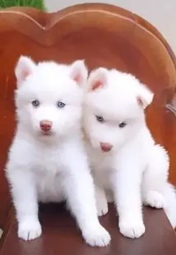 Husky siberiano Esse filhotinho quer ser seu grudinho