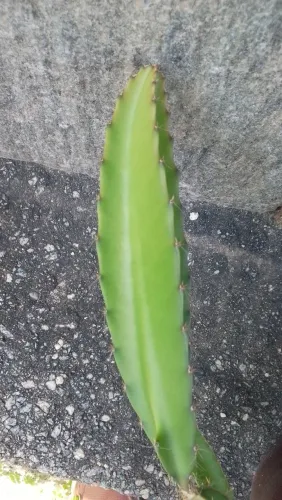 Mudas Pitaya Vermelha- planta 