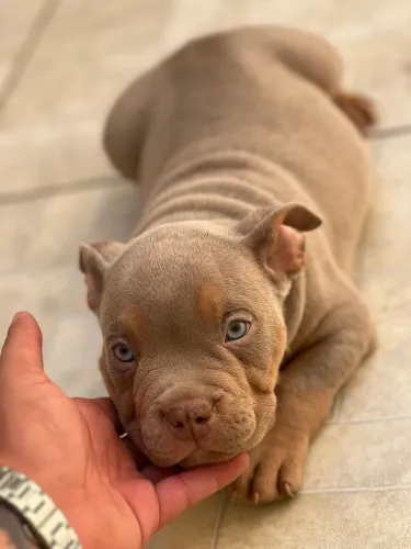 AMERICAN BULLY MICRO - GENÉTICA PREMIUM - COM PEDIGREE